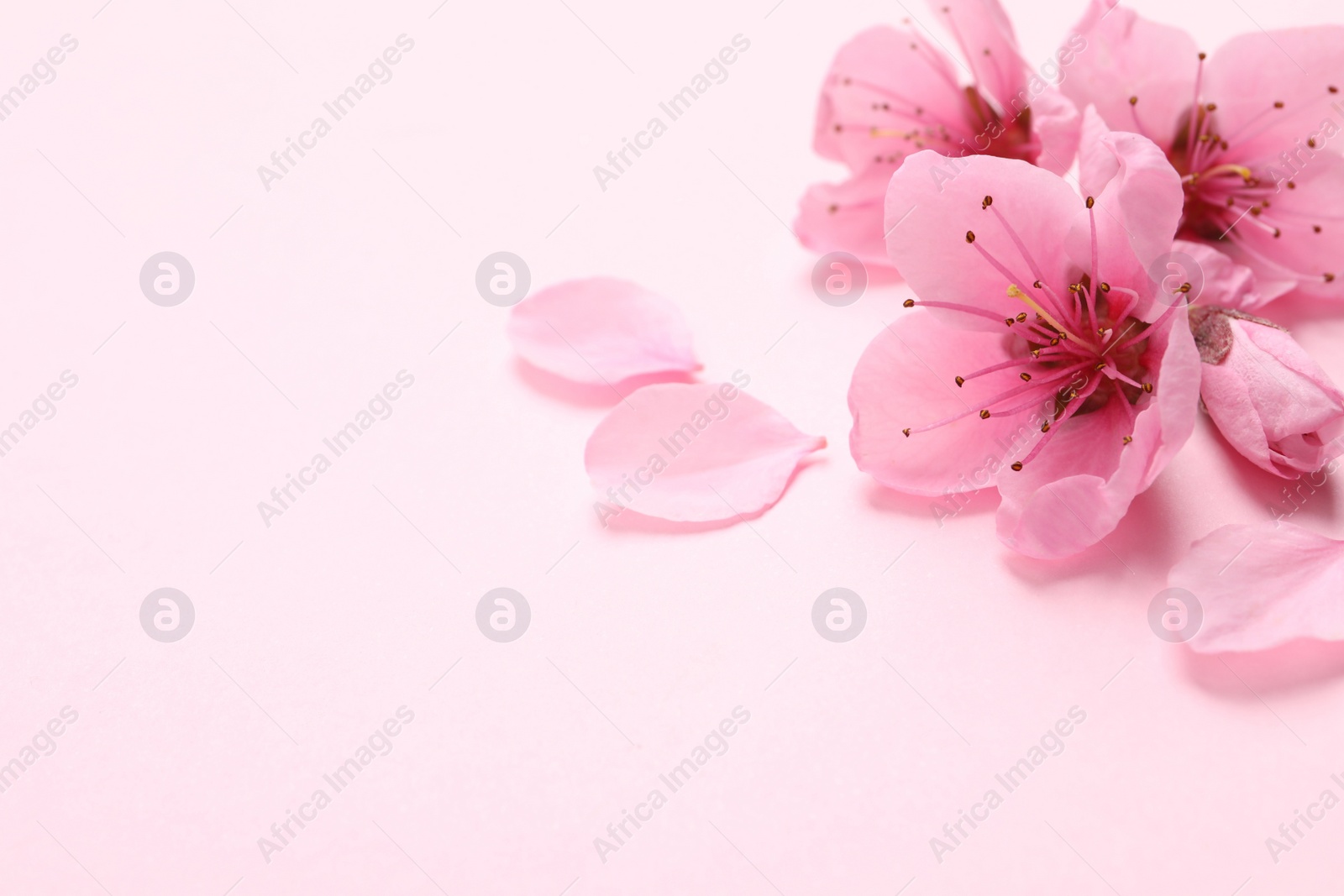 Photo of Beautiful sakura tree blossoms on pink background, closeup. Space for text