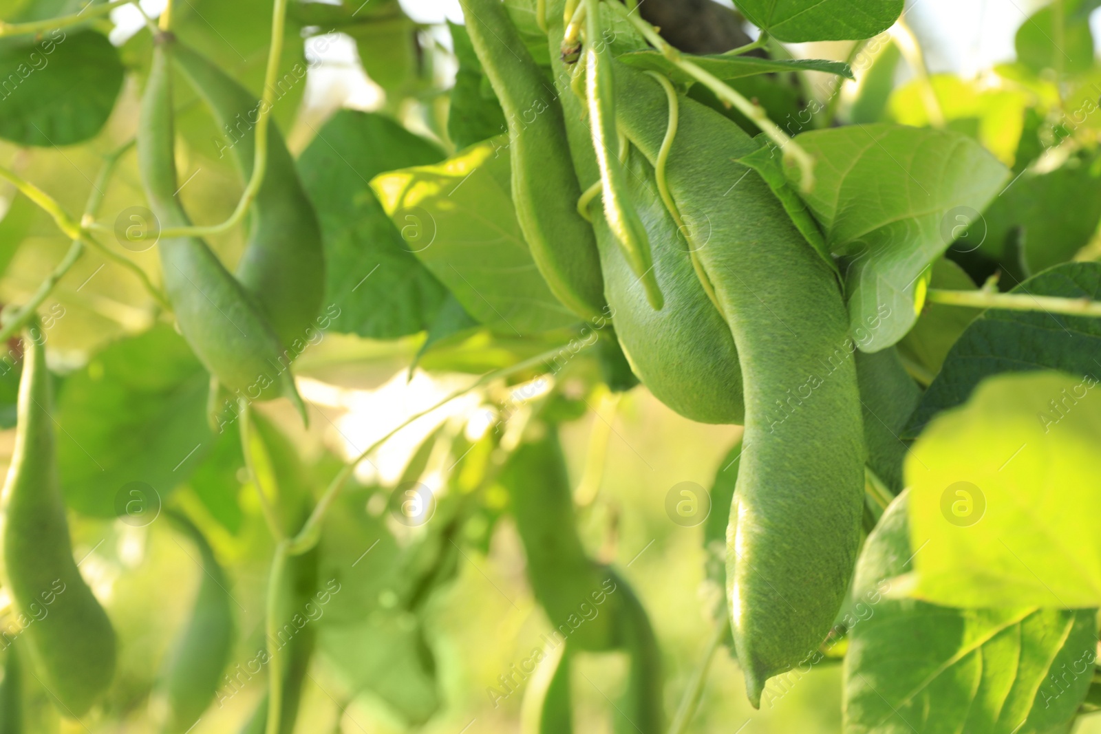 Photo of Fresh green beans growing outdoors on sunny day, closeup