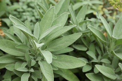 Photo of Beautiful sage with green leaves growing outdoors