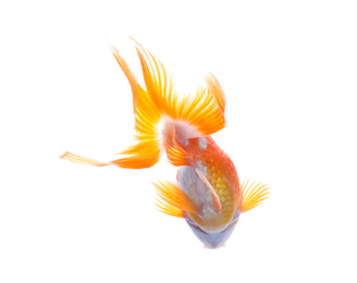 Beautiful bright small goldfish isolated on white