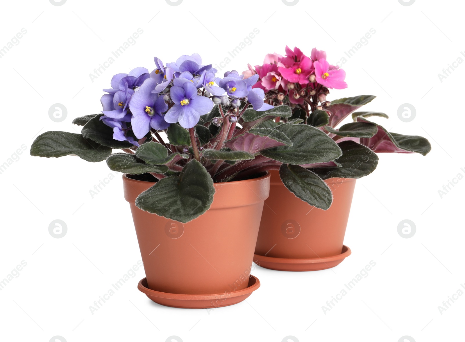 Photo of Beautiful potted violets on white background. Plants for house decor