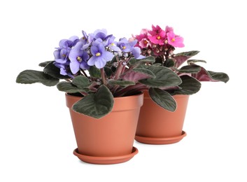 Photo of Beautiful potted violets on white background. Plants for house decor