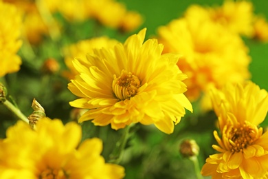 Beautiful chrysanthemum flowers as background, closeup view