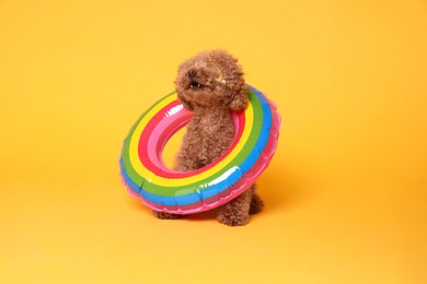 Photo of Cute Maltipoo dog with inflatable ring and swimming goggles on orange background