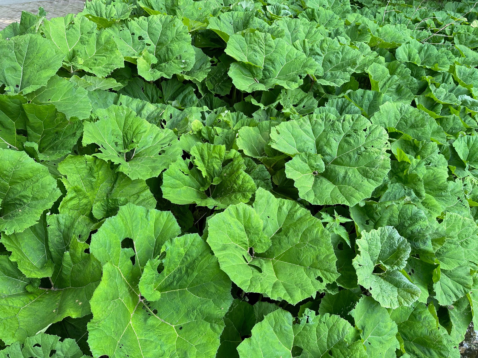 Photo of Butterbur plants with green leaves growing outdoors