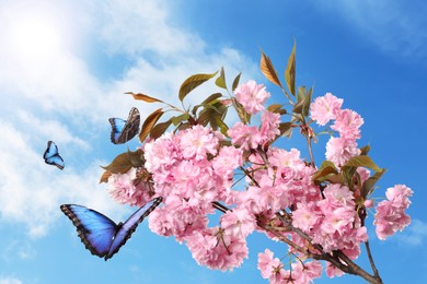 Image of Beautiful sakura tree branch with delicate pink flowers and flying butterflies outdoors 
