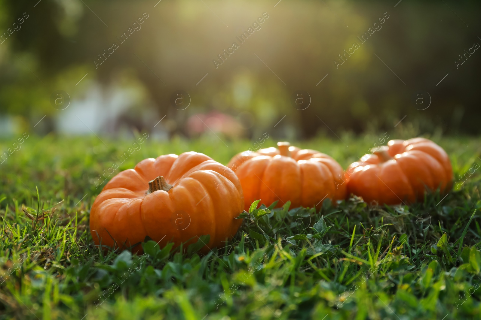 Photo of Fresh ripe orange pumpkins on green grass