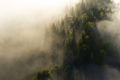 Image of Aerial view of beautiful landscape with misty forest