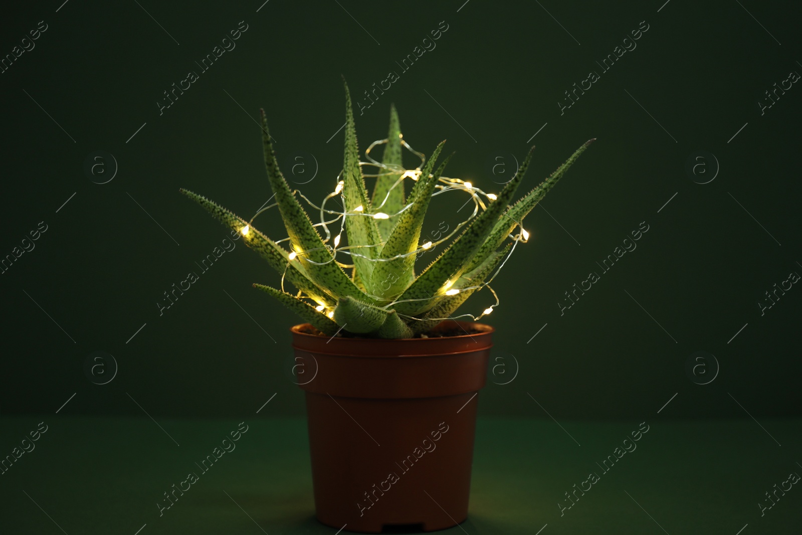 Photo of Cactus decorated with glowing fairy lights on green background