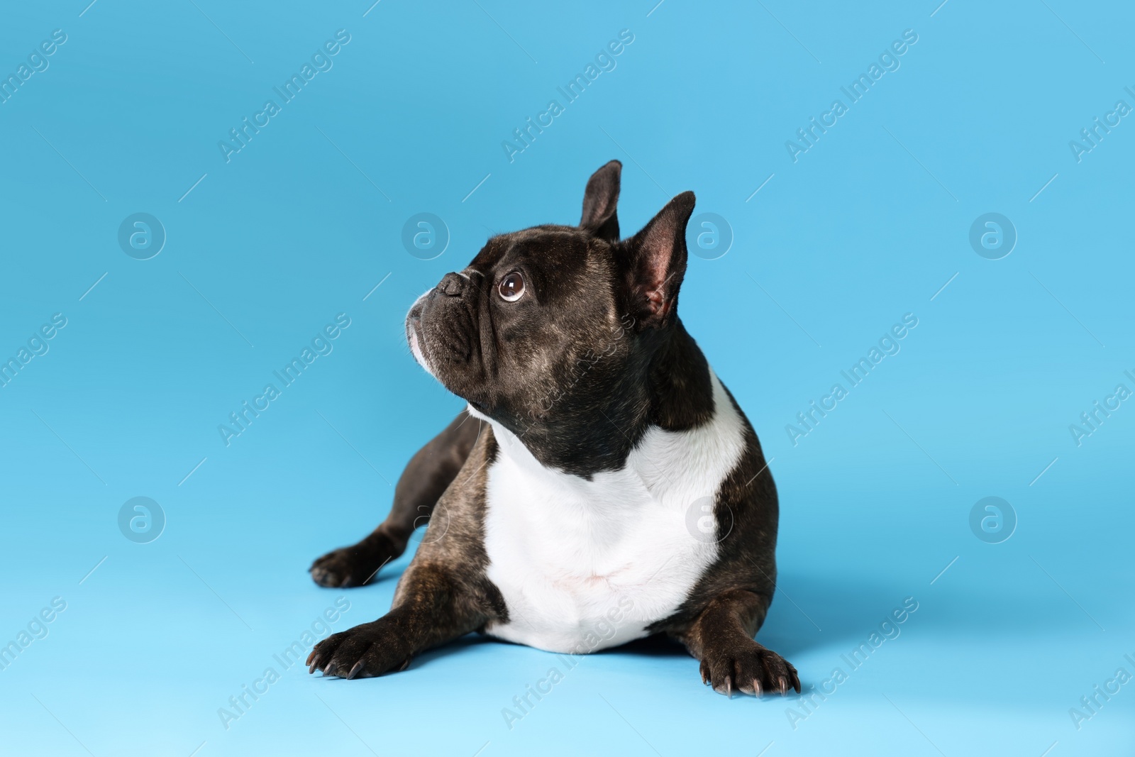 Photo of Adorable French Bulldog on light blue background. Lovely pet