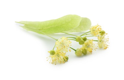 Photo of Beautiful linden tree blossom isolated on white