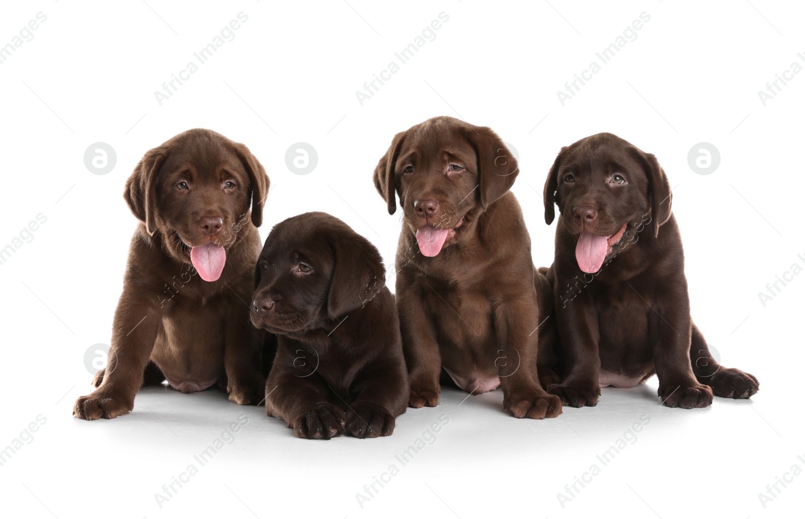 Photo of Chocolate Labrador Retriever puppies on white background