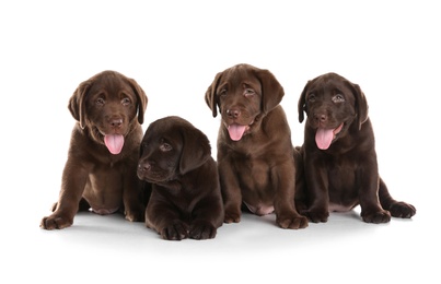 Photo of Chocolate Labrador Retriever puppies on white background