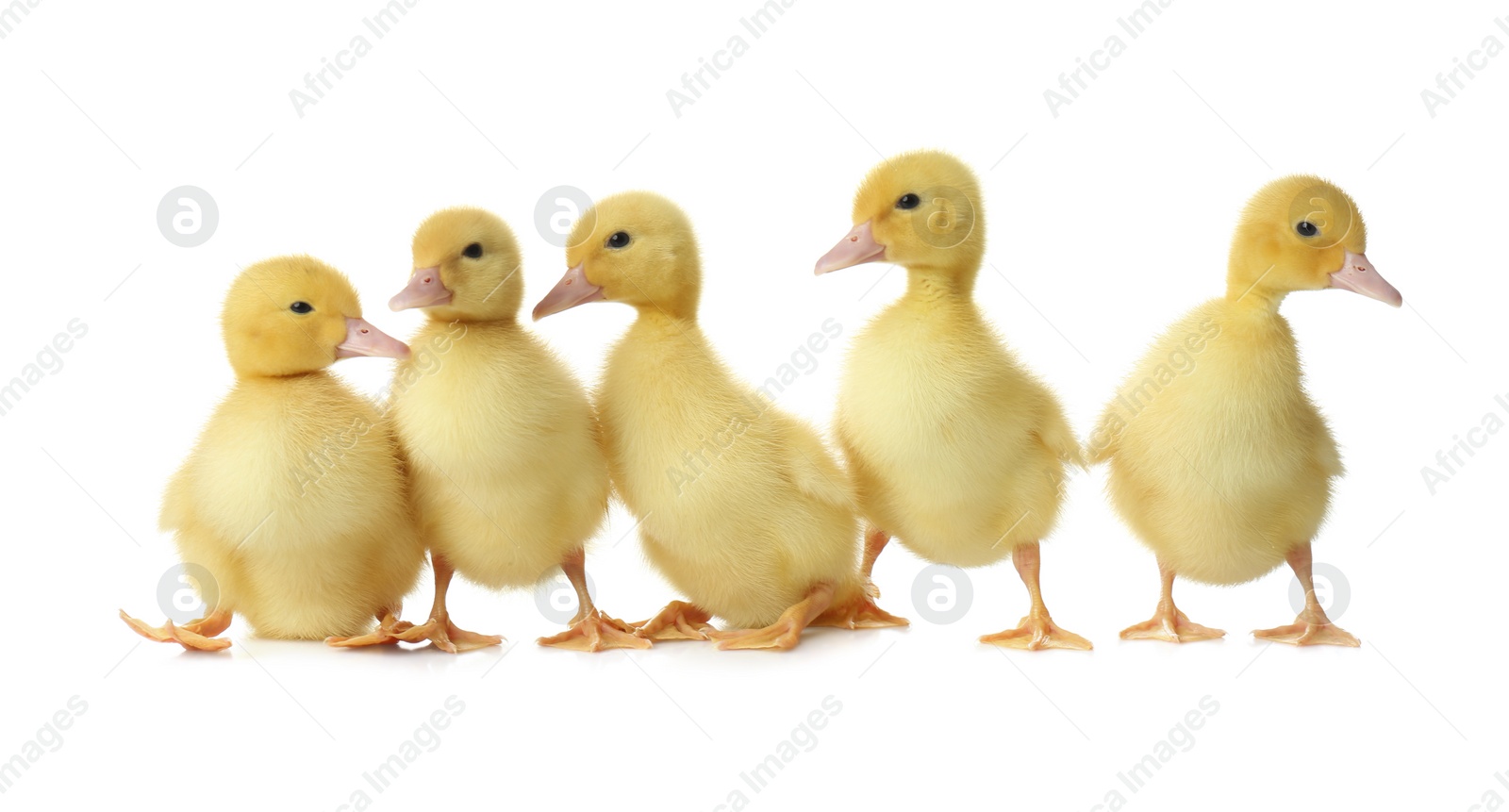 Photo of Cute fluffy goslings on white background. Farm animals