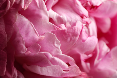 Photo of Closeup view of beautiful blooming peony as background. Floral decor