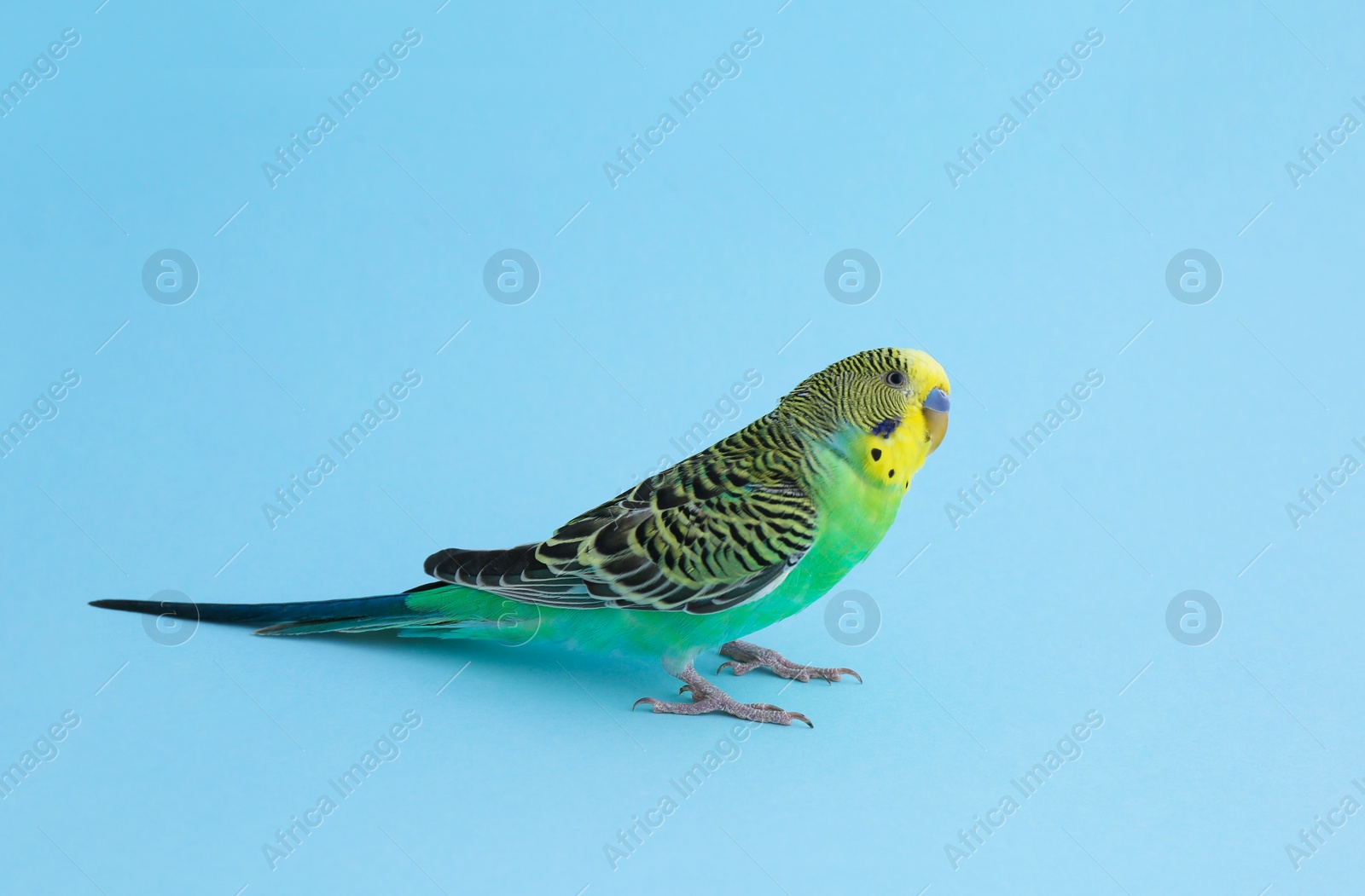 Photo of Beautiful parrot on light blue background. Exotic pet