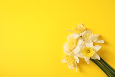 Bouquet of daffodils on color background, top view with space for text. Fresh spring flowers