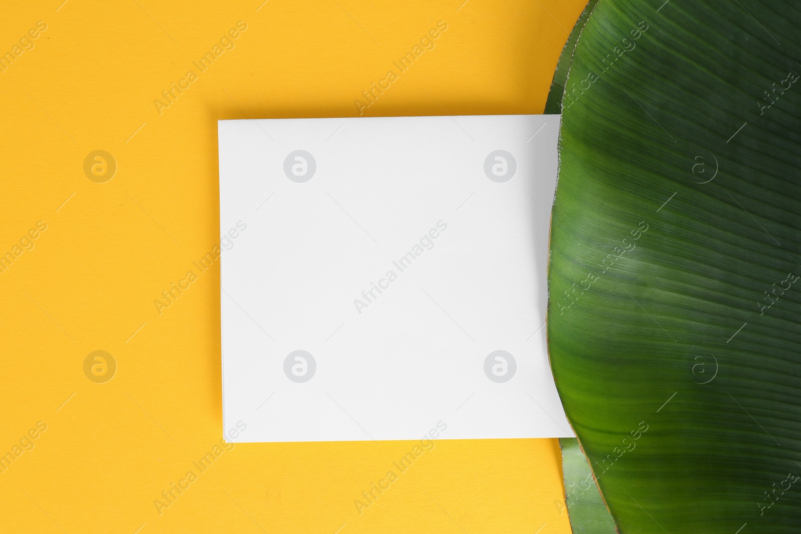 Photo of Flat lay composition with green banana leaf and space for text on color background. Tropical foliage