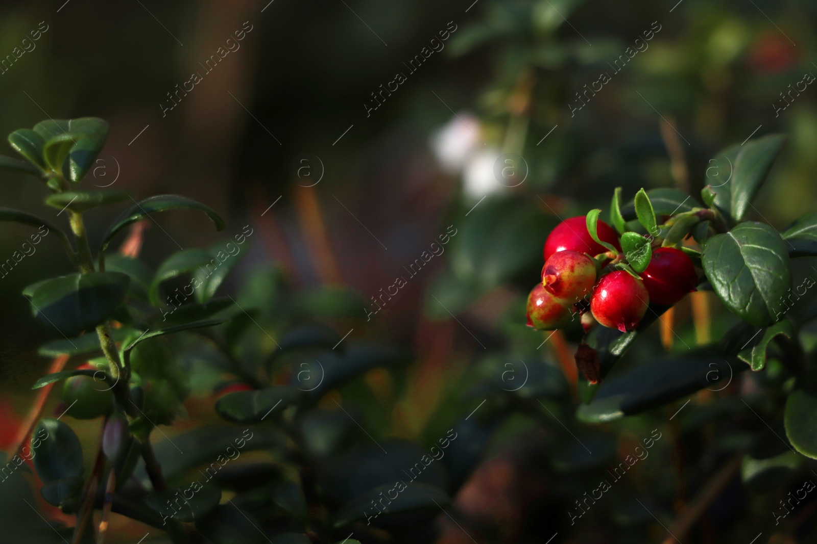 Photo of Sprig of delicious ripe red lingonberries outdoors, closeup. Space for text