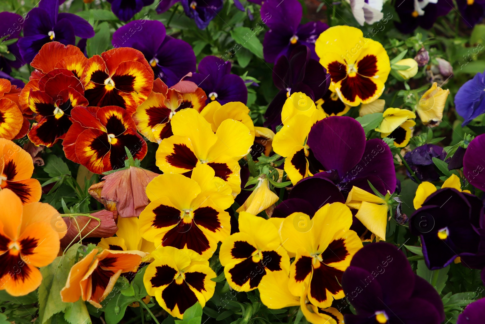 Photo of Beautiful colorful pansies growing in garden, closeup