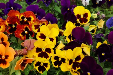 Beautiful colorful pansies growing in garden, closeup