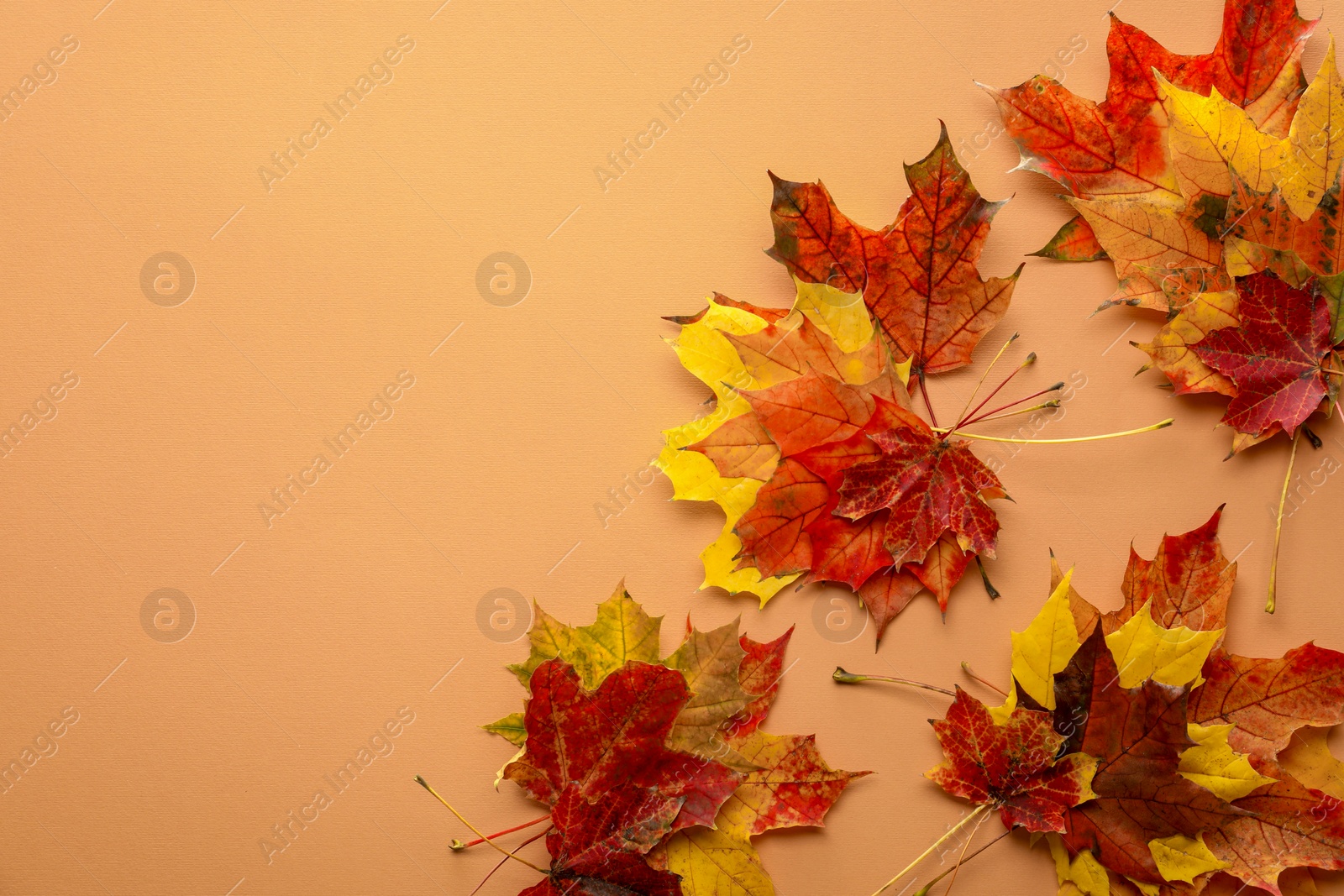 Photo of Autumn season. Colorful maple leaves on pale orange background, flat lay with space for text