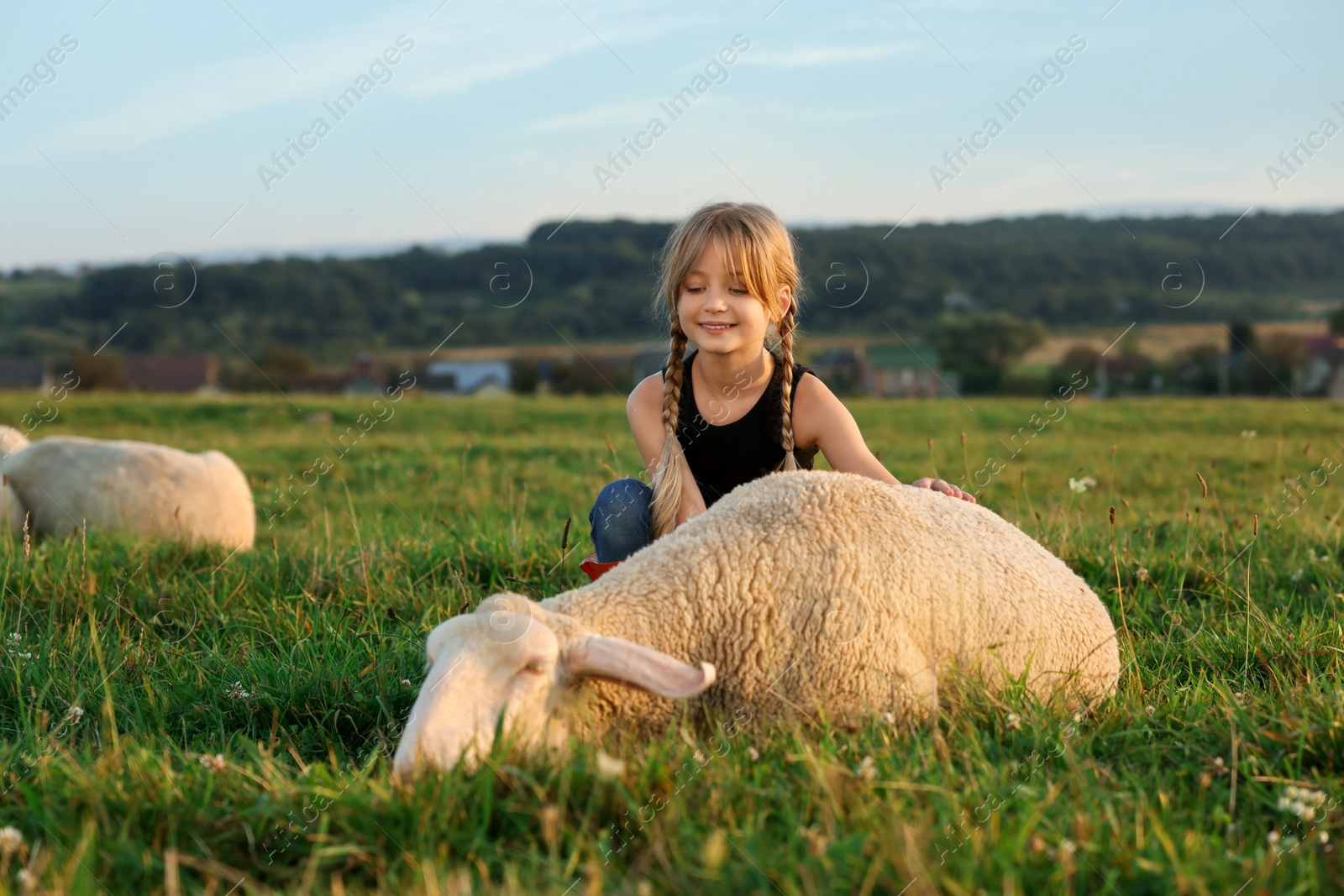 Photo of Girl with sheep on pasture. Farm animal
