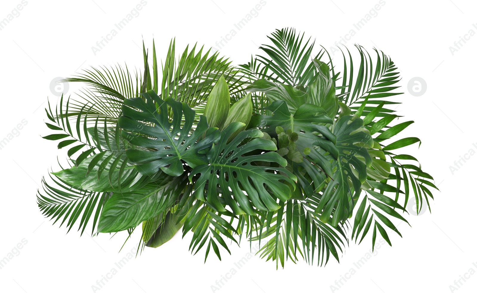 Image of Different fresh tropical leaves on white background