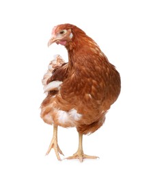 Photo of Beautiful chicken on white background. Domestic animal