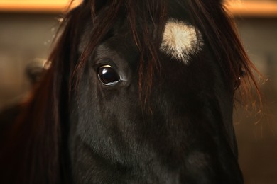 Adorable black horse on blurred background, closeup. Lovely domesticated pet