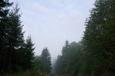 Beautiful green trees in forest covered with fog