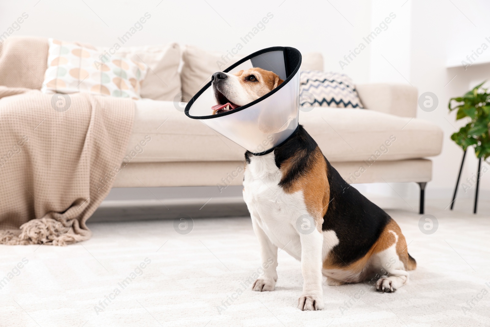 Photo of Adorable Beagle dog wearing medical plastic collar on floor indoors