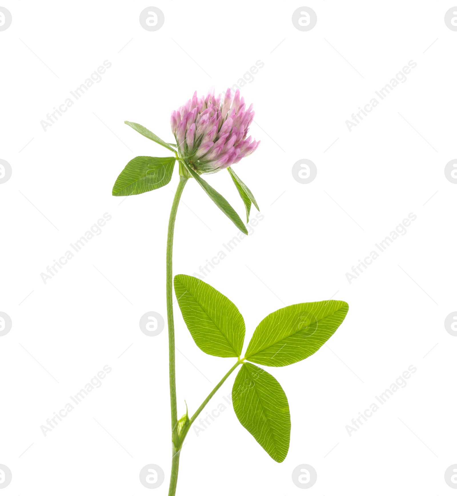 Photo of Beautiful clover flower with green leaves isolated on white