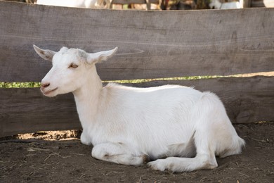 Photo of Cute domestic goat on farm. Animal husbandry