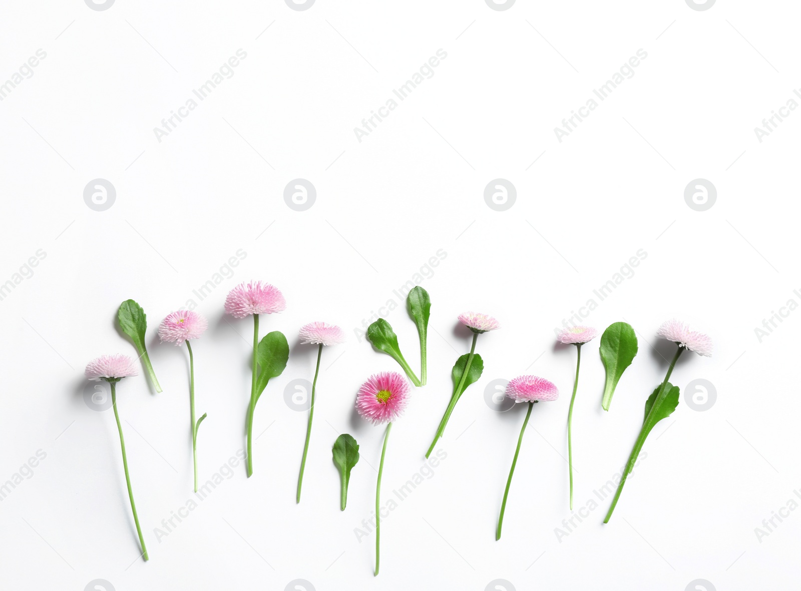 Photo of Flat lay composition with blooming daisies and space for text on white background. Spring flowers