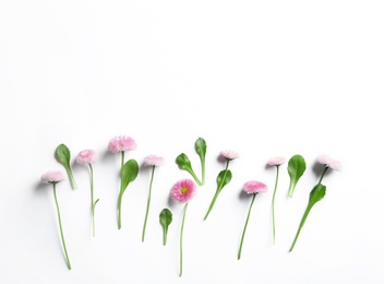 Flat lay composition with blooming daisies and space for text on white background. Spring flowers