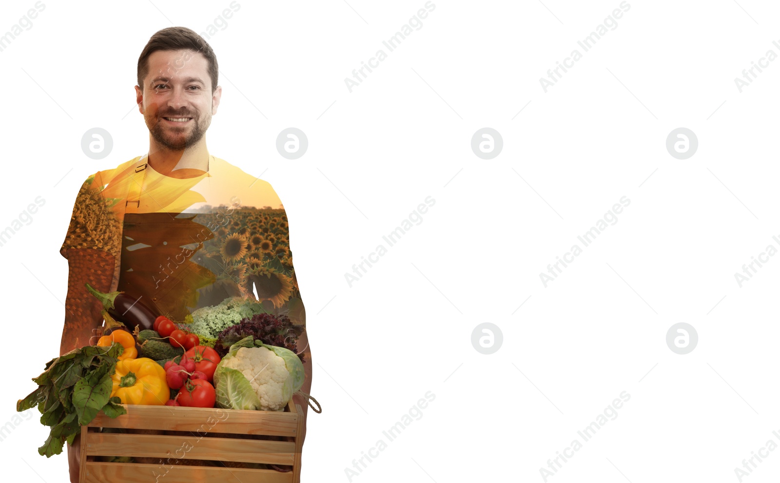 Image of Double exposure of farmer and sunflower field on white background