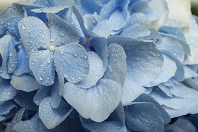 Photo of Beautiful light blue hortensia flowers with water drops as background, closeup