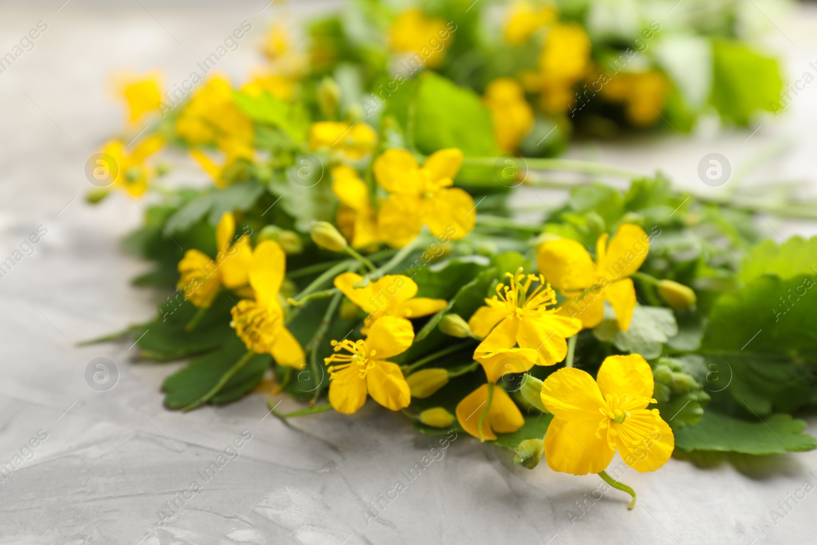 Photo of Celandine with beautiful yellow flowers on grey table, closeup