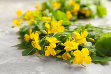 Photo of Celandine with beautiful yellow flowers on grey table, closeup