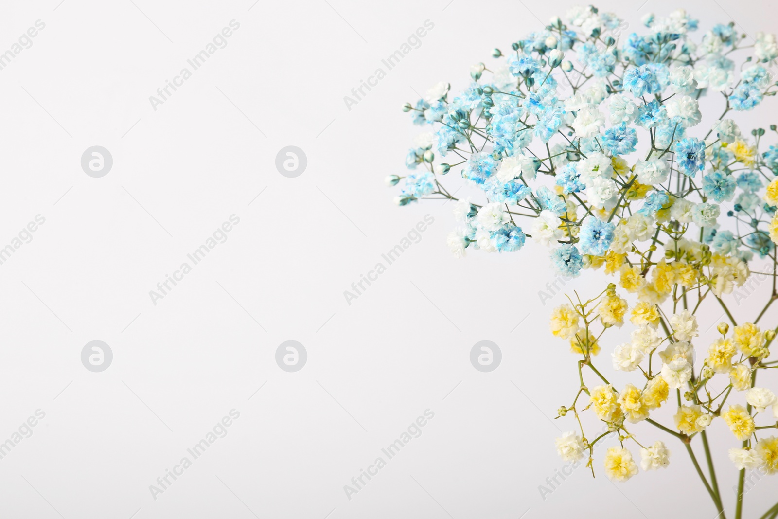 Photo of Beautiful colorful gypsophila flowers on white background