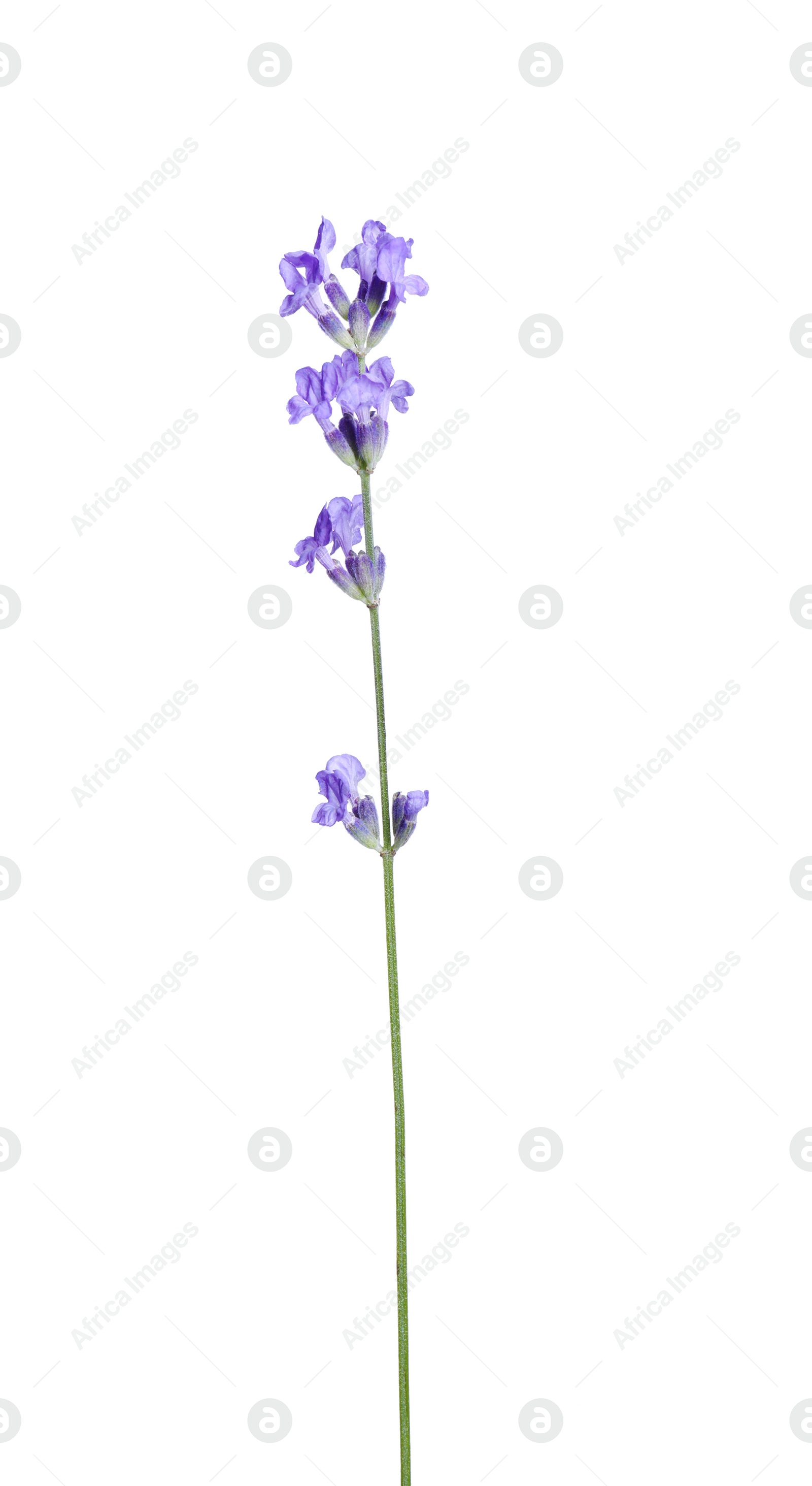 Photo of Beautiful blooming lavender flower isolated on white