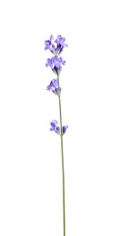 Beautiful blooming lavender flower isolated on white