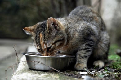 Photo of Lonely stray cat feeding outdoors. Pet homelessness problem