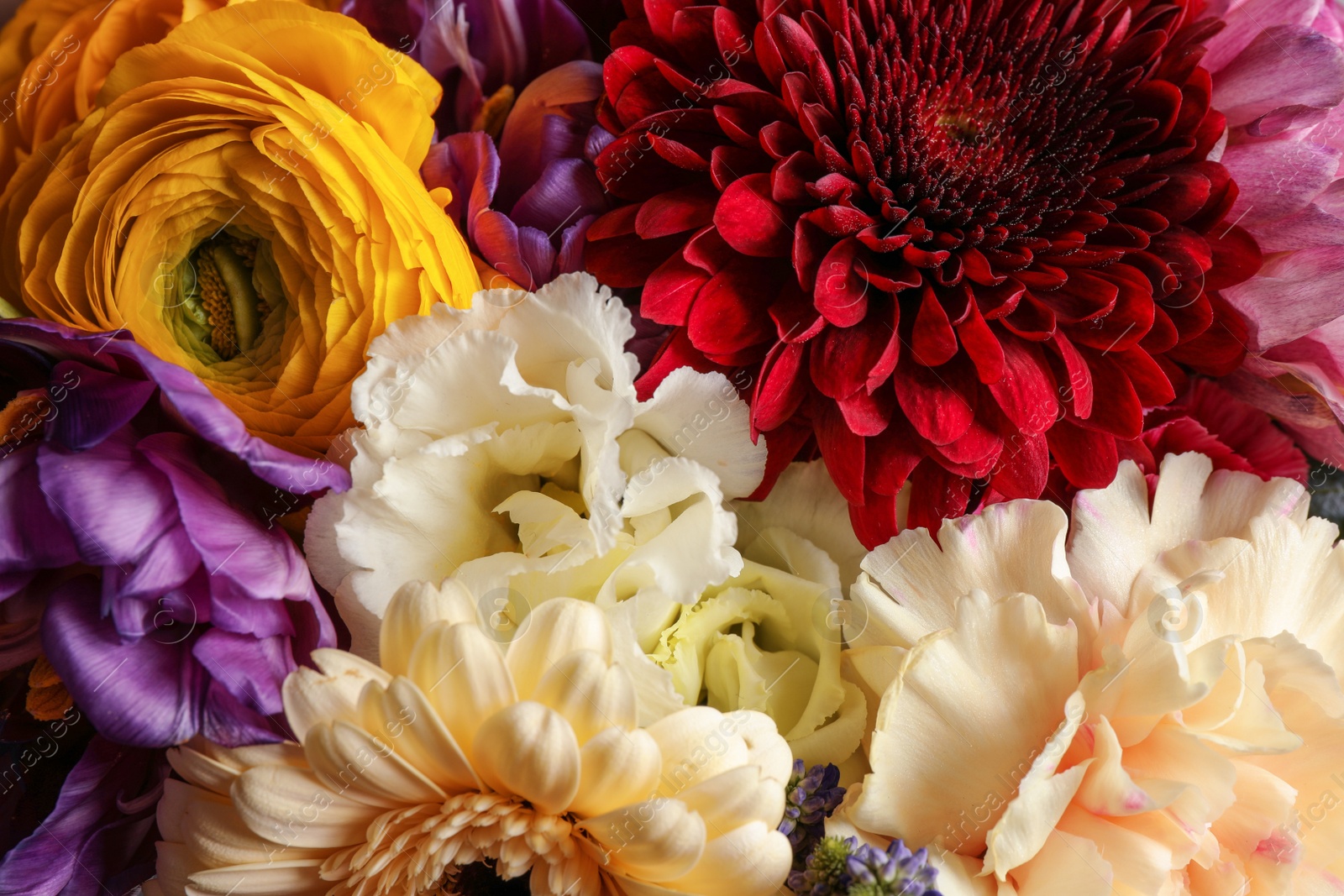 Photo of Beautiful flowers as background, closeup view. Floral decor