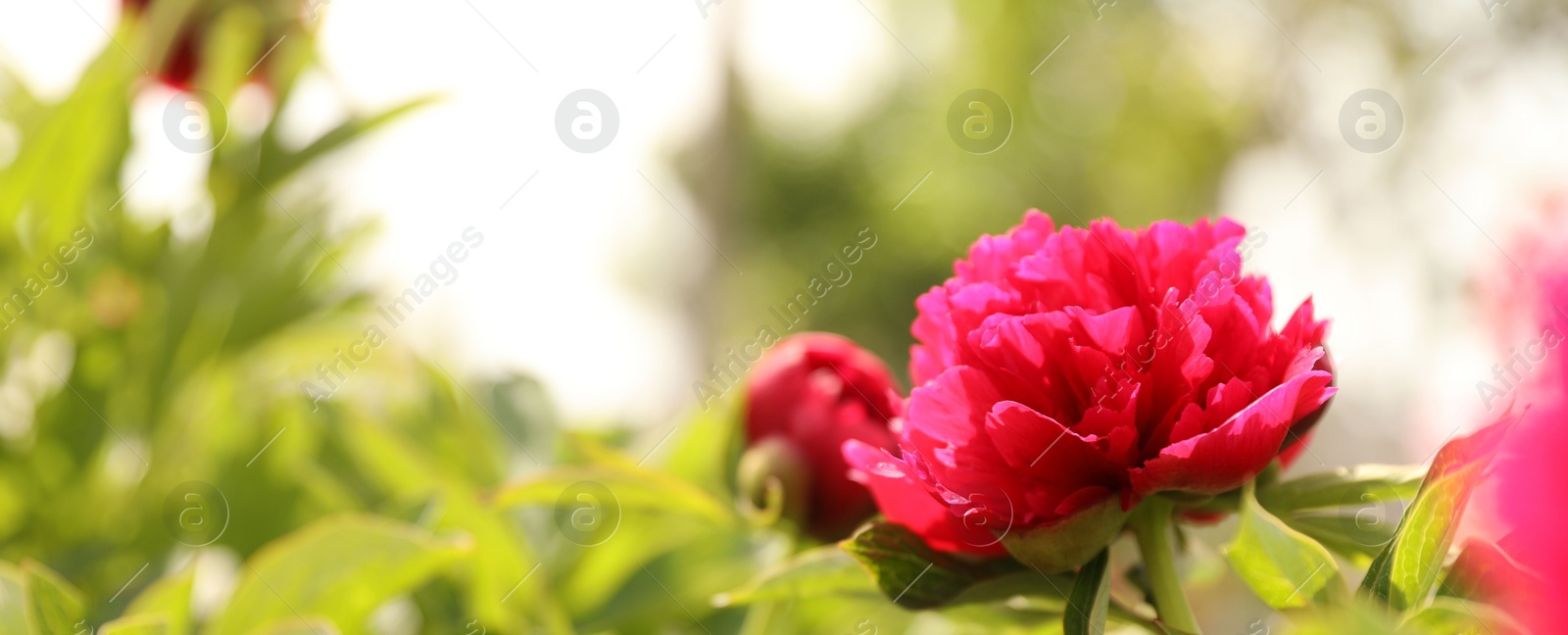 Photo of Beautiful red peony outdoors on spring day, closeup