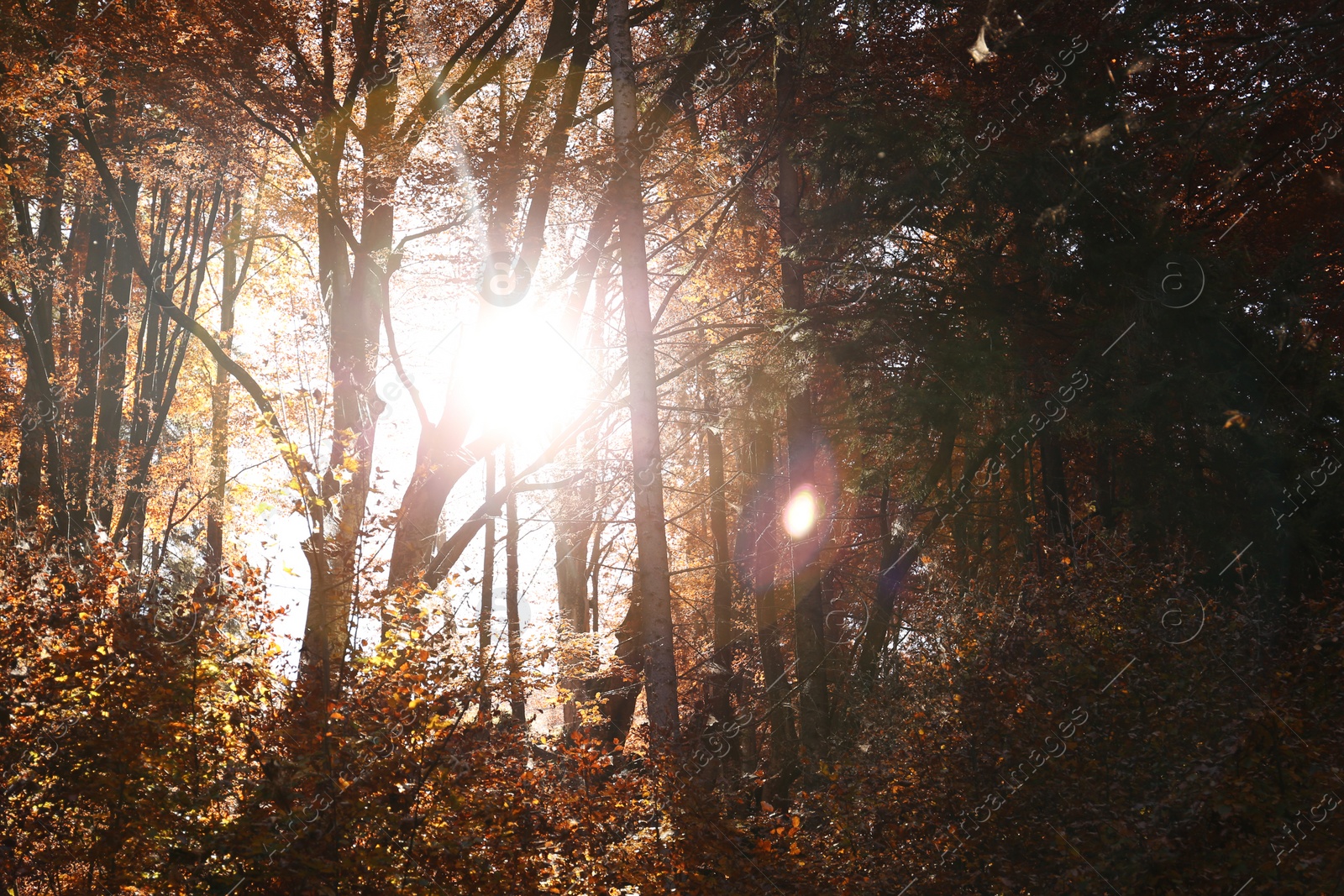 Photo of Sunlight getting through trees in autumn forest