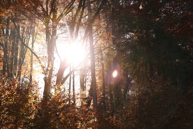 Sunlight getting through trees in autumn forest