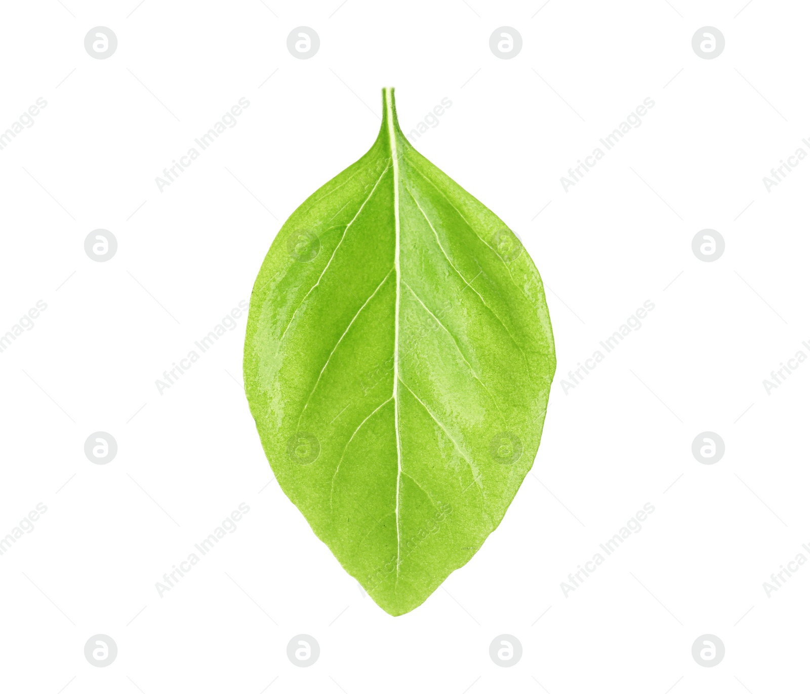 Photo of Fresh green basil leaf on white background