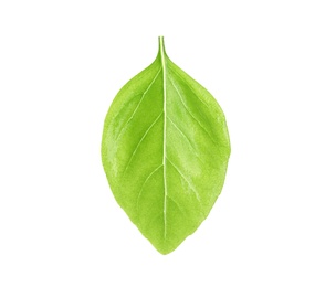 Fresh green basil leaf on white background